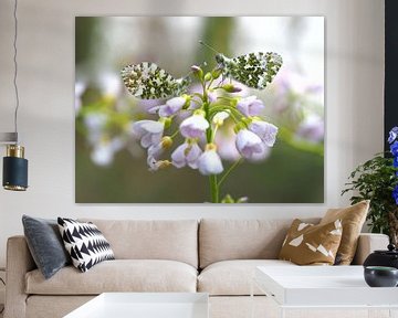 Oranjetipjes op pinksterbloem (Tuinposter?)