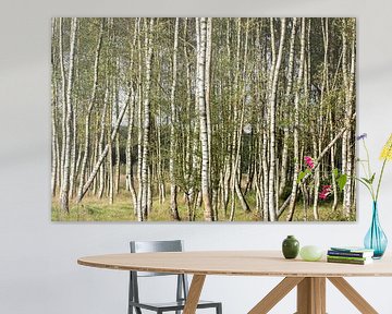 birch forest, logs, birch trunk. forest by M. B. fotografie