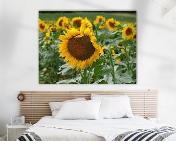 Sonnenblumenfeld Frankreich von Ellen Nipshagen