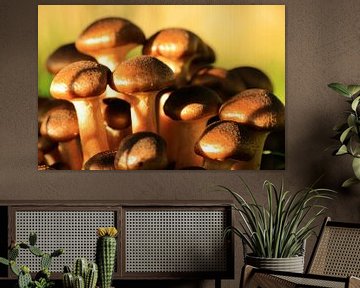 Groepje kleine bruine paddenstoelen in de herfst zon van Bobsphotography