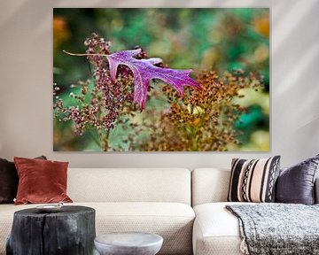 Feuille d'érable violette flottante sur des fleurs bizarres au jardin botanique