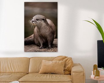 Otter