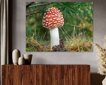 Fly agaric emerges from the ground in early autumn by Robin Verhoef