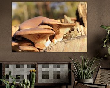 Herfst paddenstoelen van Bobsphotography