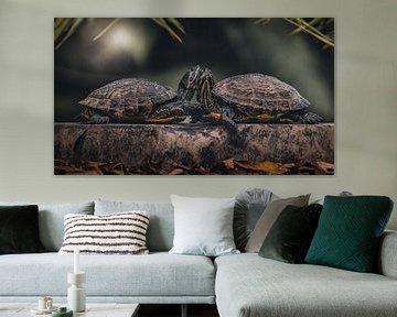 Yellow-cheeked turtle