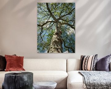 The most famous tree in Bergen op Zoom (Garden poster?) by Ellen Nipshagen