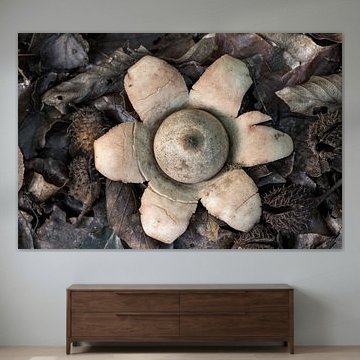 Champignon de terre à collier