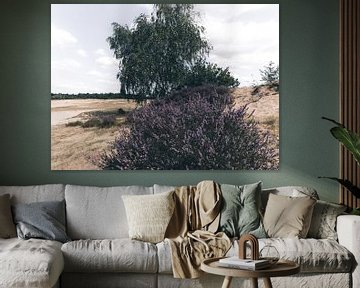 Heather flower in the field of kootwijkerzand by Collin Arts