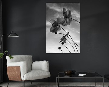 Japanese Anemone, Monochrome study by Imladris Images