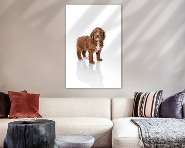 Fotografie Hund/Welpe weiß mit Spiegelbild von Ellen Van Loon