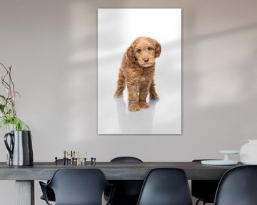 Photographie chien/chiot blanc avec image miroir sur Ellen Van Loon