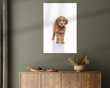 Photographie chien/chiot blanc avec image miroir sur Ellen Van Loon