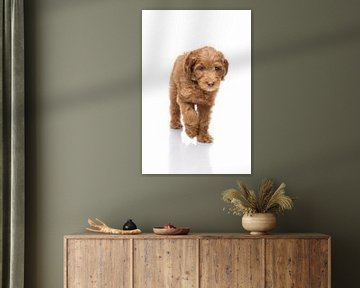 Photographie chien/chiot blanc avec image miroir sur Ellen Van Loon