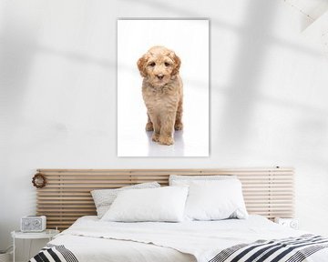 Fotografie Hund/Welpe weiß mit Spiegelbild von Ellen Van Loon