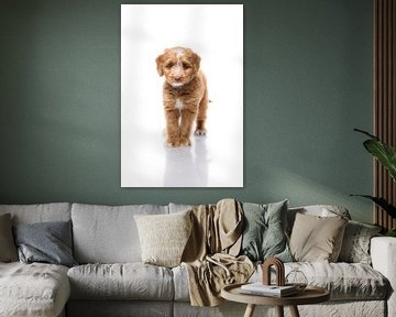 Fotografie Hund/Welpe weiß mit Spiegelbild von Ellen Van Loon