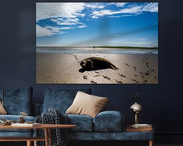 Seal on the North Sea Wadden Sea by Animaflora PicsStock
