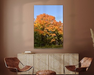 A maple forest in autumn by Claude Laprise