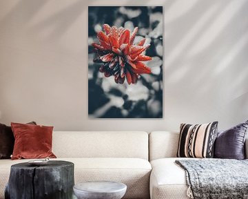 Nahaufnahme von Tulpen, Lilien und Rosen im Bokeh-Effekt. Stilvolle, traurige und wunderschöne Atmosphäre. Melancholisch, einsam, idyllisch.