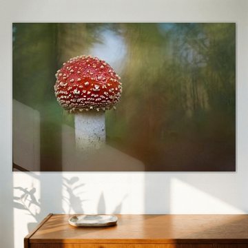 Jeune amanite tue-mouches près d'une plantation de myrtilles