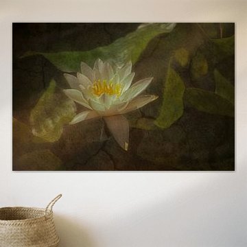 In the Pond by Marie-Anne Stas