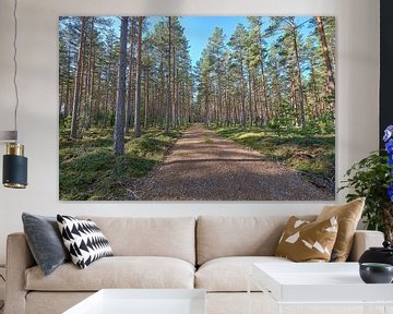 Forêt de pins suédoise avec chemin forestier