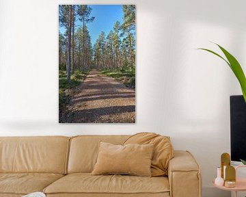 Forêt de pins suédoise sur Geertjan Plooijer