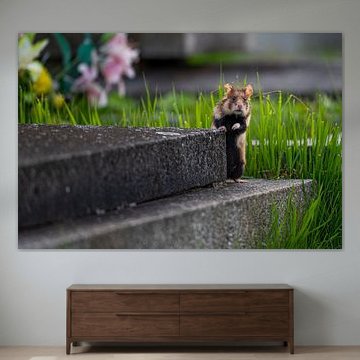 Loup de blé curieux