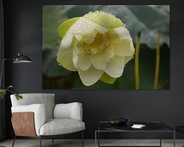 Lotus bloemen