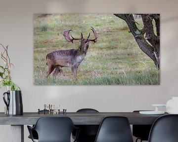 Animal photography - Bronzed fallow deer... by Bert v.d. Kraats Fotografie