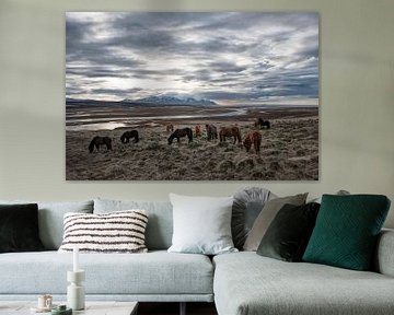 IJslandse paarden van Ruud van der Lubben