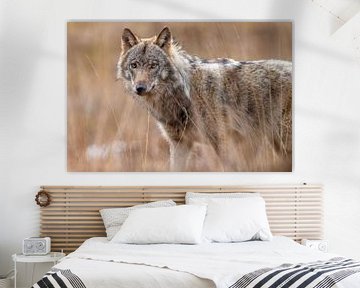 Wolf tussen het hoge gras