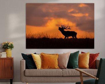 Red deer in the evening sun by Herwin Jan Steehouwer