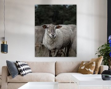 Moutons sur Liliane Jaspers
