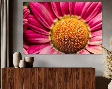 Macrophotography osteospermum (flower) by Nikita Potman