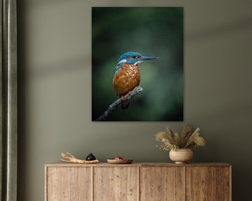 kingfisher by Liliane Jaspers