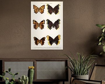 Plaque de couleur avec 6 papillons sur Studio Wunderkammer