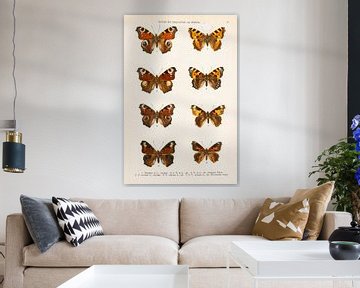 Kleurenplaat met 8 afbeeldingen van vlinders van Studio Wunderkammer