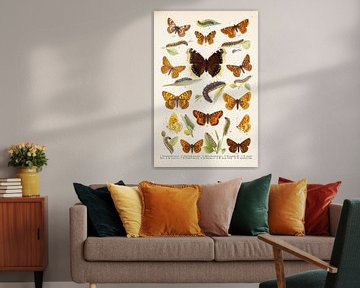Colour plate with 13 images of butterflies by Studio Wunderkammer