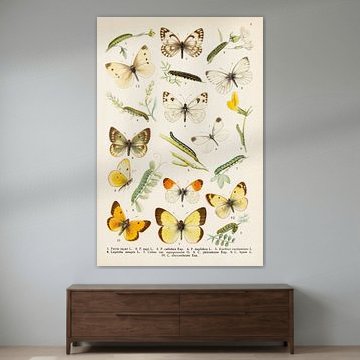 Bunter Teller mit 10 verschiedenen Schmetterlingen von Studio Wunderkammer