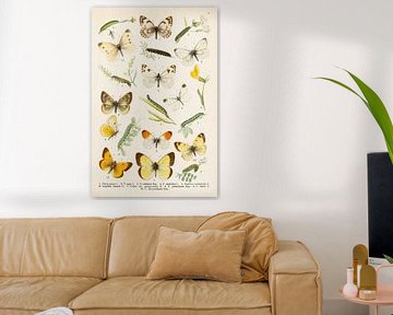 Gekleurde plaat met 10 verschillende vlinders van Studio Wunderkammer