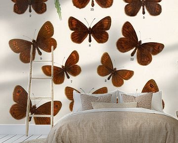 Colour plate showing mainly small brown butterflies. by Studio Wunderkammer