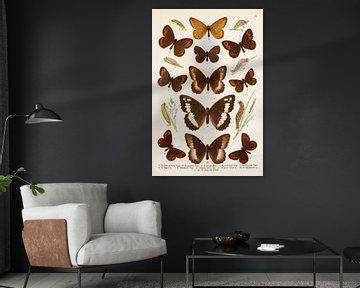 Plaque en couleur avec 11 grands papillons bruns sur Studio Wunderkammer