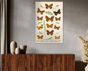 Verzameling Zandoogjes vlinders in bruin, geel en oranje tinten. van Studio Wunderkammer