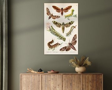 Assiette ancienne représentant quatre papillons queue-de-poule et leurs chenilles sur Studio Wunderkammer