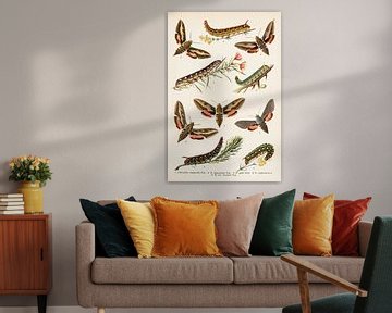 Antique colour plate with pintail butterflies by Studio Wunderkammer