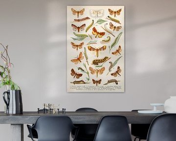 Plaque ancienne en couleurs représentant de nombreux papillons et chenilles sur Studio Wunderkammer