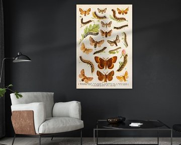 Antieke prent met vlinders en hun rupsen. van Studio Wunderkammer