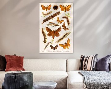 Colour plate with large butterflies and their caterpillars by Studio Wunderkammer