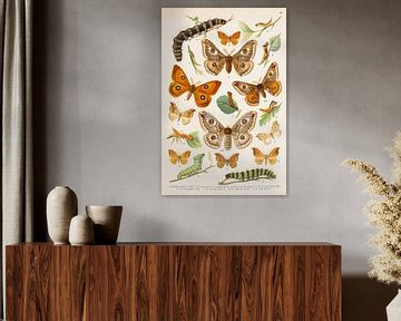 Kleurenplaat met eenstaart vlinders. van Studio Wunderkammer