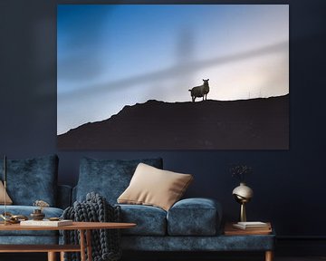 De schapen van de Schotse Hooglanden. Silhouetten Panorama van Jakob Baranowski - Photography - Video - Photoshop